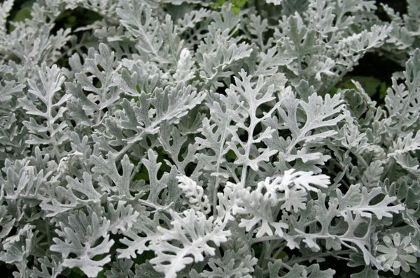 Woolley Moor Nurseries Bedding Cineraria "Silver Dust" - 6 Pack - Woolley Moor Nurseries