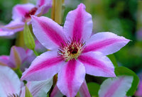 Woolley Moor Nurseries Clematis "Nelly Moser" - 3.5Litre - Woolley Moor Nurseries