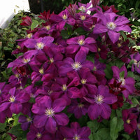 Woolley Moor Nurseries Clematis "Voluceau" - 3.5Litre - Woolley Moor Nurseries