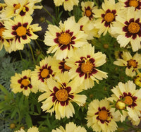 Woolley Moor Nurseries Coreopsis "Cream & Red" - 3Ltr - Woolley Moor Nurseries