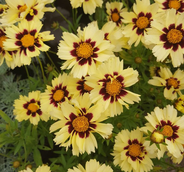 Woolley Moor Nurseries Coreopsis "Cream & Red" - 3Ltr - Woolley Moor Nurseries