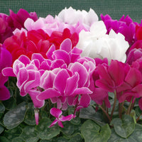 Woolley Moor Nurseries Mini Patio Cyclamen (Upright) "Mixed" - 9cm x 3 Plants - Woolley Moor Nurseries