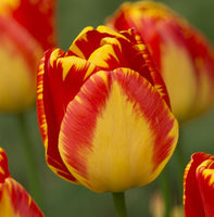 Woolley Moor Nurseries Tulip "Banja Luka" - 10 Pack - Woolley Moor Nurseries