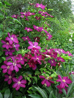 Woolley Moor Nurseries Clematis "Voluceau" - 3.5Litre - Woolley Moor Nurseries