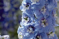 Woolley Moor Nurseries Delphinium Magic Fountain "Sky Blue With White Bee" - 3Ltr - Woolley Moor Nurseries