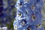 Woolley Moor Nurseries Delphinium Magic Fountain "Sky Blue With White Bee" - 3Ltr - Woolley Moor Nurseries