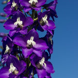 Woolley Moor Nurseries Delphinium Magic Fountain "Dark Blue With White Bee" - 3Ltr - Woolley Moor Nurseries