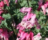 Woolley Moor Nurseries Dicentra Formosa "Sweet Hearts" - 5L - Woolley Moor Nurseries