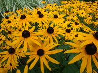 Woolley Moor Nurseries Rudbeckia "Goldstrum" - 9cm Pot - Woolley Moor Nurseries