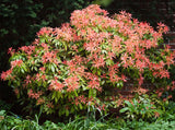 Woolley Moor Nurseries Pieris Japonica "Forest Flame" - 2 Litre - Woolley Moor Nurseries