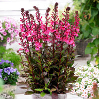 Woolley Moor Nurseries Lobelia Starship "Deep Rose" - 3Ltr - Woolley Moor Nurseries