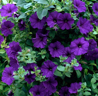 Woolley Moor Nurseries Petunia Surfinia "Blue" - 9cm x 3 Plants - Woolley Moor Nurseries