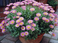 Woolley Moor Nurseries Erigeron "Sea Breeze" - 3 Litre - Woolley Moor Nurseries