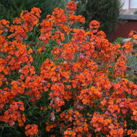 Woolley Moor Nurseries Erysimum "Apricot Twist" - 3Ltr - Woolley Moor Nurseries