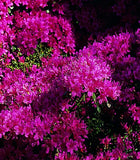 Woolley Moor Nurseries Azalea "Amoena" - 2.5Ltr - Woolley Moor Nurseries