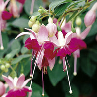 Woolley Moor Nurseries Fuchsia Upright "Paula Jane"- 9cm - Woolley Moor Nurseries