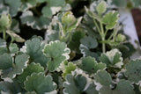 Woolley Moor Nurseries Nepeta "Varigated"- 9cm - Woolley Moor Nurseries