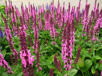 Woolley Moor Nurseries Salvia "Sensation Rose" - 3 Litre - Woolley Moor Nurseries