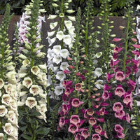 Woolley Moor Nurseries Digitalis Purpurea "Camalot Series Mix" - 3 Ltr - Woolley Moor Nurseries