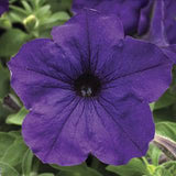 Woolley Moor Nurseries Petunia Sanguna "Cobalt Blue" - 9cm x 3 Plants - Woolley Moor Nurseries