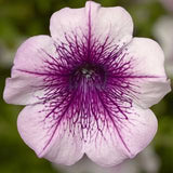 Woolley Moor Nurseries Petunia Sanguna "Rose Vein" - 9cm - Woolley Moor Nurseries