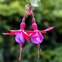 Woolley Moor Nurseries Fuchsia Trailing "Multa"- 9cm x 3 Plants - Woolley Moor Nurseries