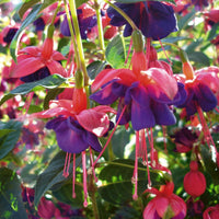 Woolley Moor Nurseries Fuchsia Upright "General Monk"- 9cm x 3 Plants - Woolley Moor Nurseries