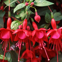 Woolley Moor Nurseries Fuchsia Trailing "Marinka"- 9cm - Woolley Moor Nurseries