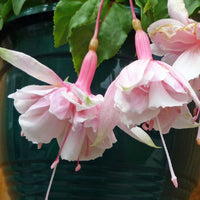 Woolley Moor Nurseries Fuchsia Bush "Pink Marshmallow"- 9cm x 3 Plants - Woolley Moor Nurseries