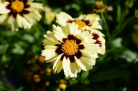 Woolley Moor Nurseries Coreopsis "Cream & Red" - 3Ltr - Woolley Moor Nurseries