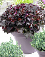 Woolley Moor Nurseries Heuchera "Palace Purple" - 1.5Ltr - Woolley Moor Nurseries