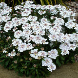 Woolley Moor Nurseries Iberis "White" - 9cm Pot x 3 Plants - Woolley Moor Nurseries