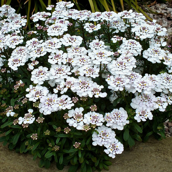 Woolley Moor Nurseries Iberis "White" - 9cm Pot - Woolley Moor Nurseries