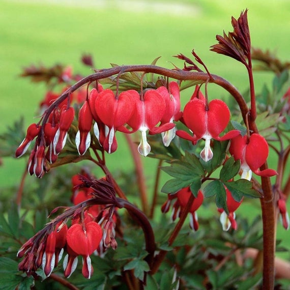 Woolley Moor Nurseries Dicentra Spectabilis "Valentine" - 5L - Woolley Moor Nurseries