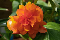 Woolley Moor Nurseries Begonia Illumination (Trailing) "Orange" - 9cm x 3 Plants - Woolley Moor Nurseries