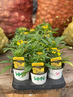 Woolley Moor Nurseries Erysimum Canaries "Yellow" - 9cm Pot - Woolley Moor Nurseries