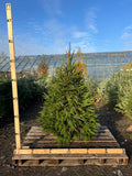 Friezeland Farm Christmas Tree! Norway Spruce (only available for local deliveries) - Woolley Moor Nurseries