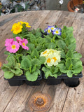 Woolley Moor Nurseries Bedding Primula "Mixed" - 6 Pack - Woolley Moor Nurseries