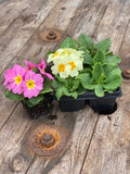 Woolley Moor Nurseries Bedding Primula "Mixed" - 6 Pack - Woolley Moor Nurseries