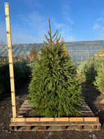 Friezeland Farm Christmas Tree! Norway Spruce (only available for local deliveries) - Woolley Moor Nurseries