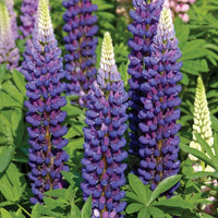 Woolley Moor Nurseries Lupin "Blue" - 9cm Pot - Woolley Moor Nurseries