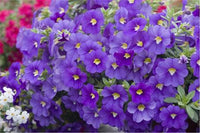 Woolley Moor Nurseries Calibrachoa "Purple"- 9cm x 3 Plants - Woolley Moor Nurseries