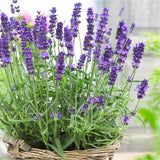 Woolley Moor Nurseries Lavendula (Lavender) "Hidcote Blue Strain" - 1 Litre - Woolley Moor Nurseries