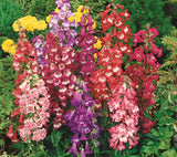 Woolley Moor Nurseries Penstemon Arabesque "Mixed" - 3Ltr - Woolley Moor Nurseries