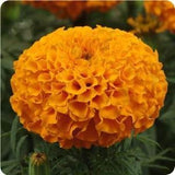 Woolley Moor Nurseries Bedding African Marigold "Orange" - 6 Pack - Woolley Moor Nurseries