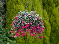Woolley Moor Nurseries Fuchsia Trailing "Multa"- 9cm x 3 Plants - Woolley Moor Nurseries
