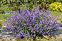 Woolley Moor Nurseries Nepeta "Junior Walker" - 3 Litre - Woolley Moor Nurseries