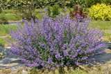 Woolley Moor Nurseries Nepeta "Junior Walker" - 3 Litre - Woolley Moor Nurseries