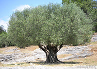 Woolley Moor Nurseries Olive Tree - 3Ltr Pot - 80cm+ - Woolley Moor Nurseries