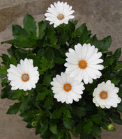 Woolley Moor Nurseries Osteospermum Upright "Akila Daisy White"- 9cm x 3 Plants - Woolley Moor Nurseries